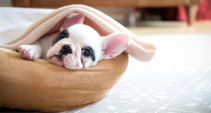 Things-You-Need-to-Know-Before-Bringing-Home-a-French-Bulldog-940x503