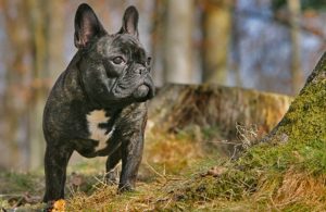 frenchbulldog-breed