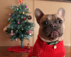 how to frenchie proof xmas